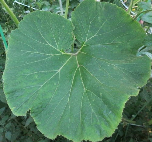 カボチャの葉 茎 根一葉が白い病気 枯れる ガーデニングサプリ