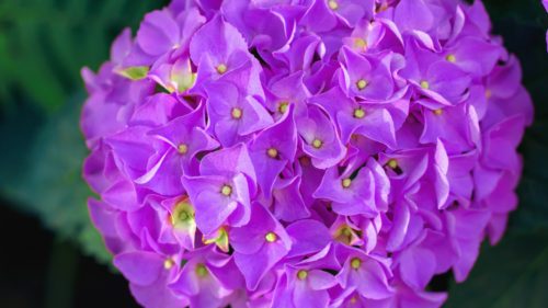 アジサイ 紫陽花 の開花時期 ガーデニングサプリの壺