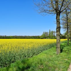 菜の花って何？食べれるのか？食べられる花