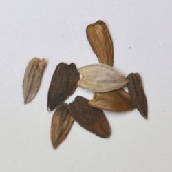 ヒャクニチソウ（百日草）の種まき方法－時期、発芽適温、発芽日数