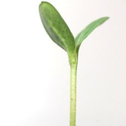 スイカ（西瓜）の種まき方法－時期、発芽適温、発芽日数、発芽難易度－難しい？簡単？