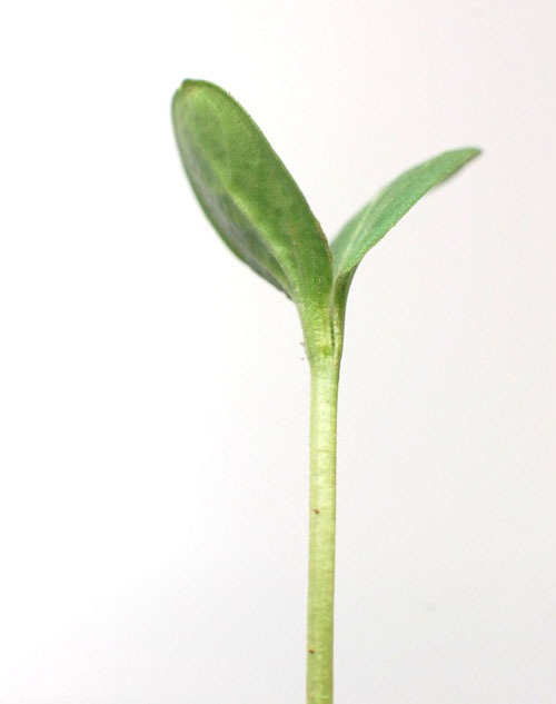 スイカ（西瓜）の種まき方法－時期、発芽適温、発芽日数、発芽難易度－難しい？簡単？