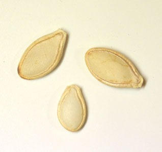 ズッキーニ・ストリアト・ディ・イタリアの種まき方法－時期、発芽適温、発芽日数、発芽難易度－難しい？簡単？