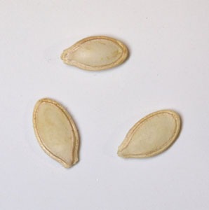 丸ズッキーニ・ドンダ・ディ・ビア・チェンザの種まき方法－時期、発芽適温、発芽日数、発芽難易度－難しい？簡単？