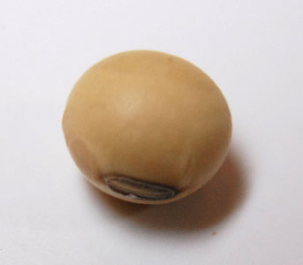 エダマメ 枝豆 ダイズ 大豆 の種まき方法 時期 発芽適温 発芽日数 発芽難易度 難しい 簡単 ガーデニングサプリの壺