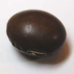 チャマメ（茶豆）の種まき方法－時期、発芽適温、発芽日数、発芽難易度－難しい？簡単？