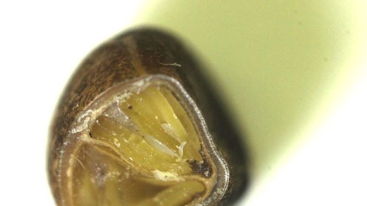 クウシンサイ 空芯菜 エンツァイ の種まき方法 時期 発芽適温 発芽日数 発芽難易度 難しい 簡単 ガーデニングサプリの壺