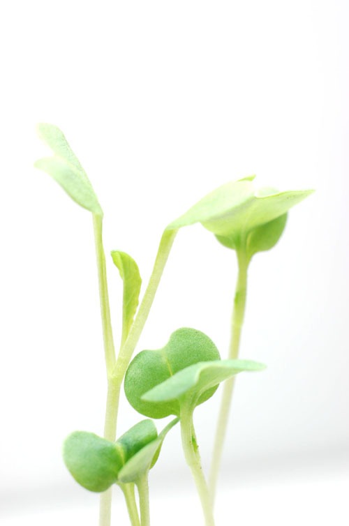 ミブナ（壬生菜）の種まき方法－時期、発芽適温、発芽日数、発芽難易度－難しい？簡単？