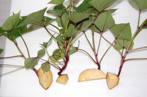 サツマイモ（薩摩芋）の苗の作り方