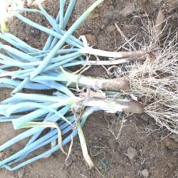 ネギ、タマネギの種類