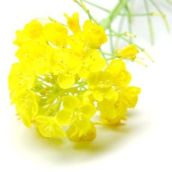 ナノハナ（菜の花）の開花時期