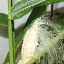 トウモロコシ（トウキビ、コーン）の水耕栽培－パーライト編