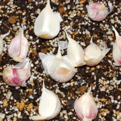 ニンニク（大蒜、ガーリック）のプランター栽培
