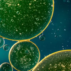 アブラナ科が世界を救うかも？