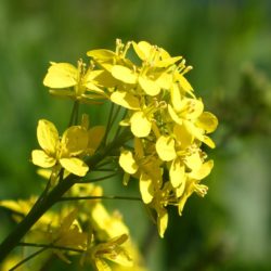 アブラナ科の苗作りのポイント、注意