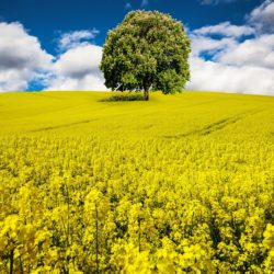 菜（アブラナ科）は日本の気候に合っている！