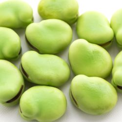 ソラマメ（空豆）の種まき方法－時期、発芽適温、発芽日数、発芽難易度－難しい？簡単？