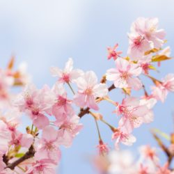 サクラ（桜）の開花時期