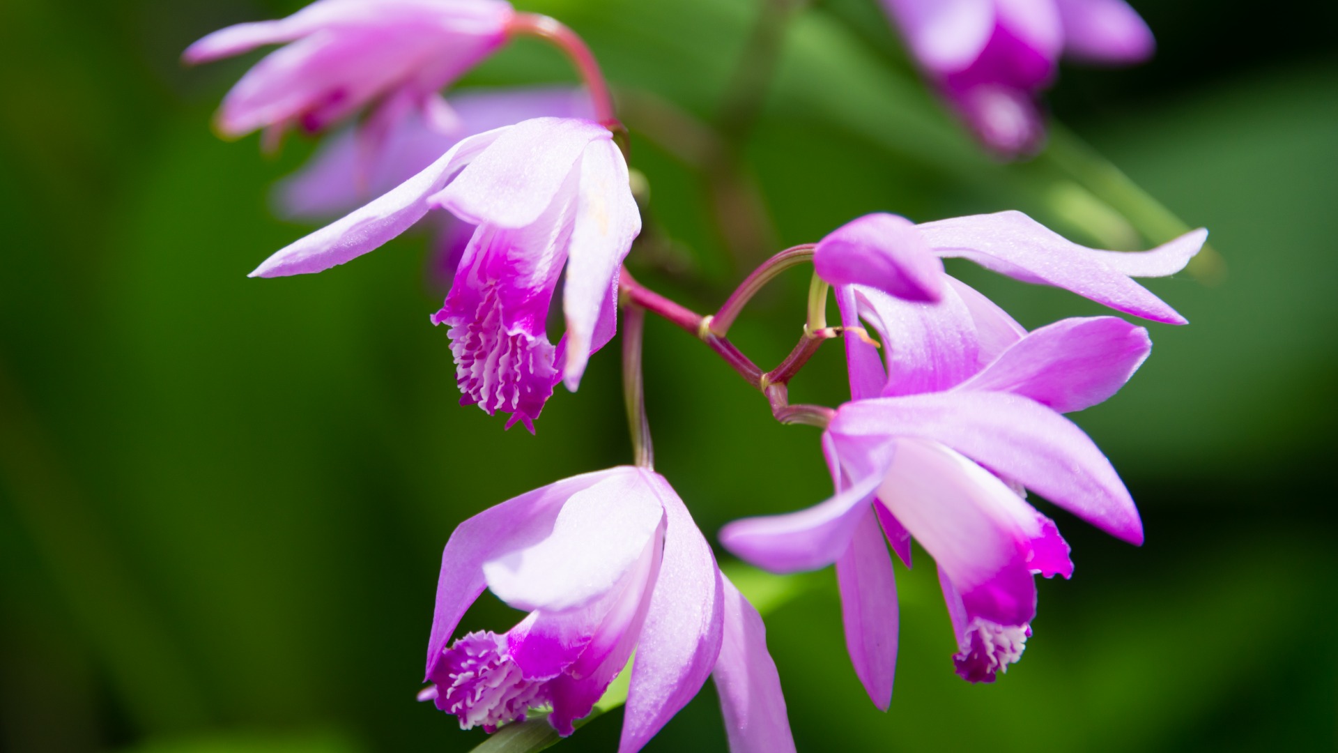 シラン（紫蘭）の開花時期