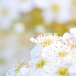 コデマリ（小手毬）の開花時期