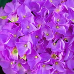 アジサイ（紫陽花）の開花時期