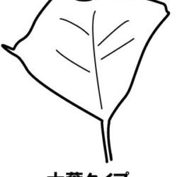 高菜（タカナ）の葉・茎・根－食べられる？葉脈繊維が硬い！
