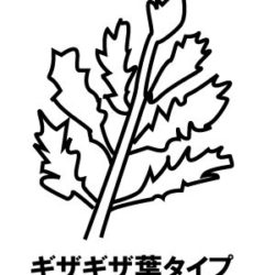 パセリの葉・茎・根－害虫、病気、根腐れ－食べられる？茶色い斑点、白い、硬い茎