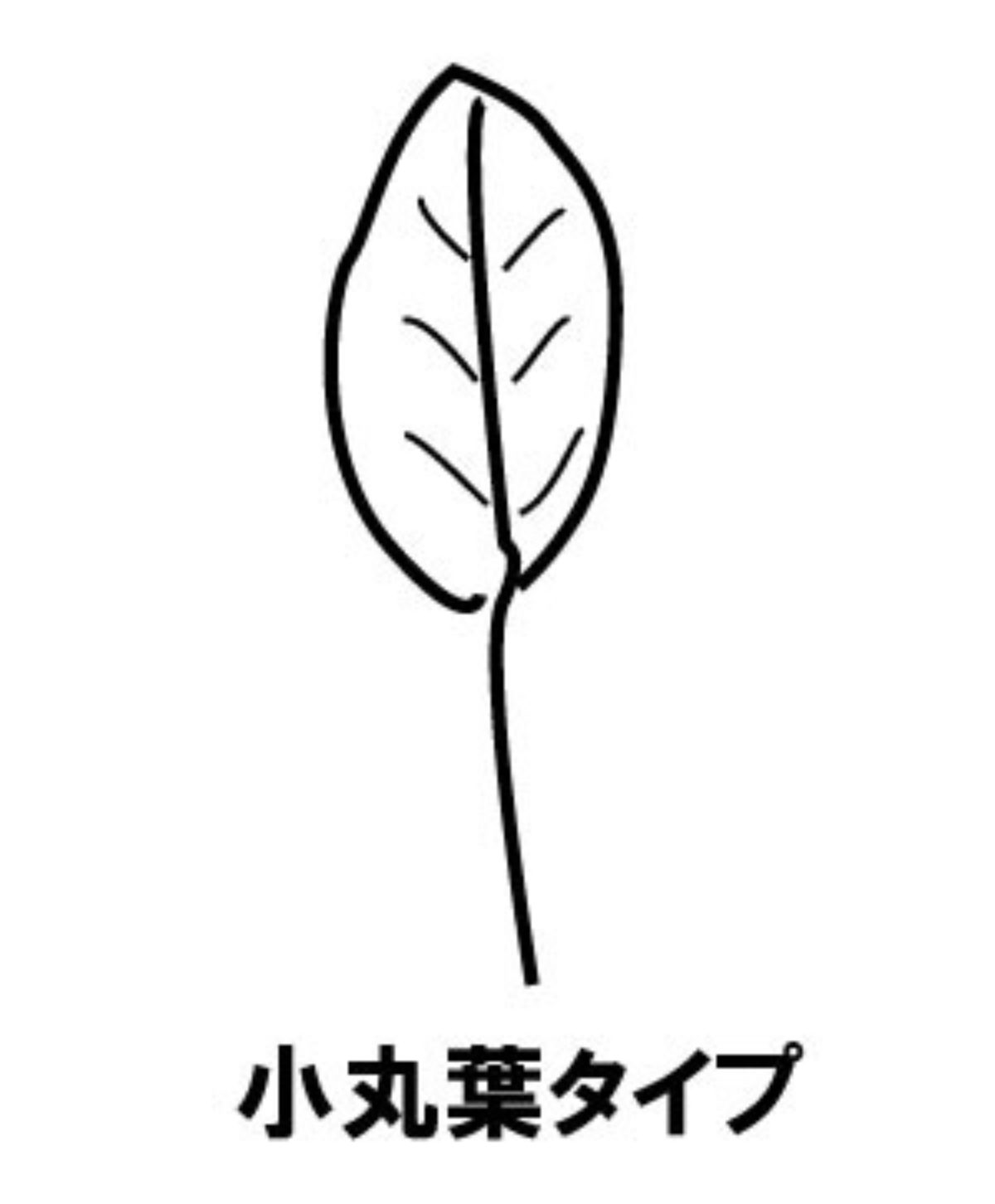朝顔 アサガオ セイヨウアサガオ リュウキュウアサガオ の葉 茎 根 葉の形 種類 毛 ツルが伸びない ガーデニングサプリの壺