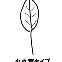 朝顔（アサガオ、セイヨウアサガオ、リュウキュウアサガオ）の葉・茎・根－葉の形、種類－毛、ツルが伸びない