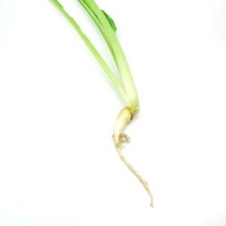 遠野かぶの味と産地