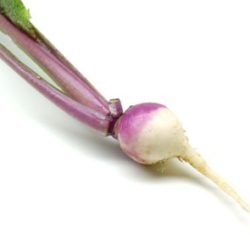 矢島かぶの味と産地