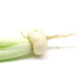 今市かぶの味と産地