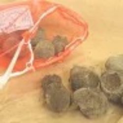 石川早生の味と産地