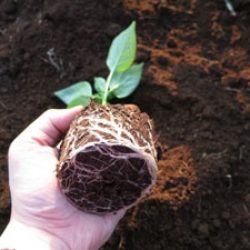 ピーマンの苗の植え方