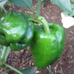 超高温、暑さに強く、寒さ、低温でも枯れないピーマン