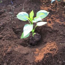 今年は寒すぎてピーマンが育たない！