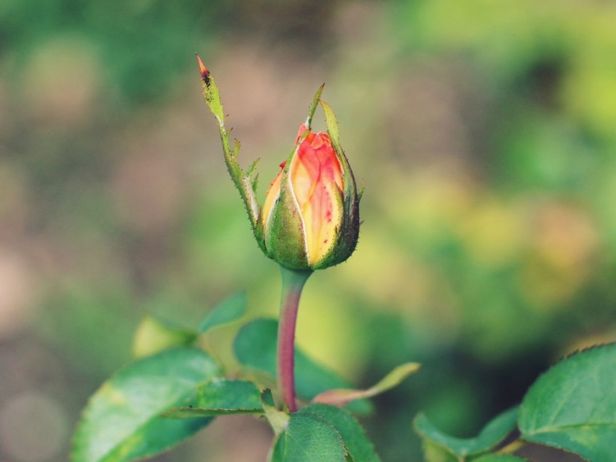 わき芽かき 摘心 ピンチ 過繁茂が理由 バラ 薔薇 の花が咲かない時の対処法は ガーデニングサプリの壺