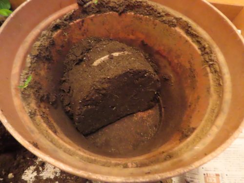 なぜ 理由が分かれば植え替えも減らせる 鉢植えやプランターの土が硬い どうすれば固まらない ガーデニングサプリの壺