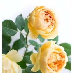 David Austionのイングリッシュローズで香りが強くて「非常に返り咲く」バラのおすすめの品種