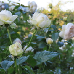 【地植えと鉢植えどっちがいい？香りが最強クラスのおすすめの白バラ】ボレロの特徴と育て方は？