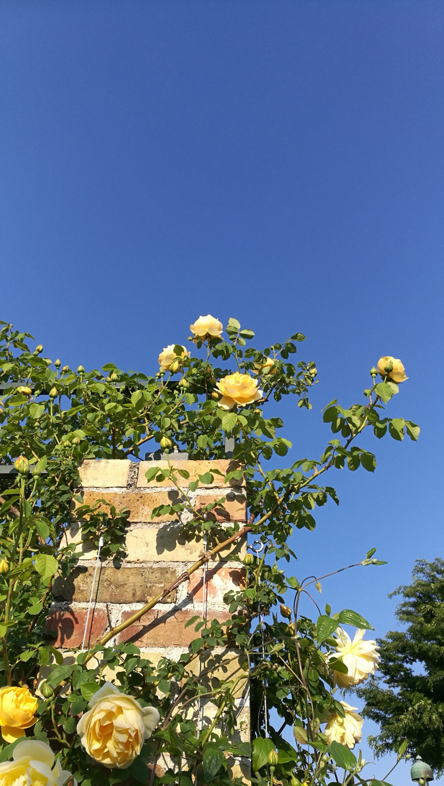 【横浜市の花はバラ】港の見える丘公園（みなとのみえるおかこうえん）