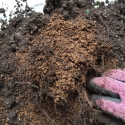 バラの用土に赤玉土とバーミキュライトを使うと成長が止まる！？